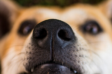 close up of a dog