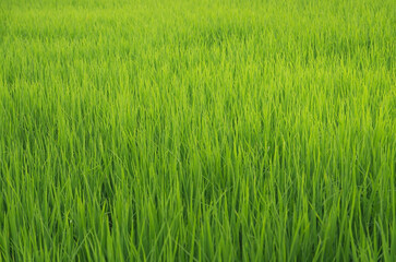 Landscape of green crops and field. Rice field with sunset and farmland in Thailand.