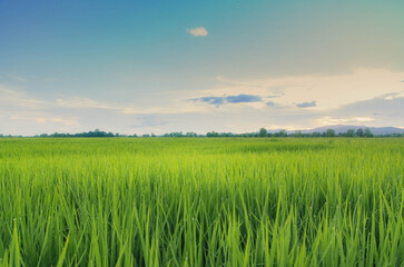 Fototapeta na wymiar Landscape of green crops and field. Rice field with sunset and farmland in Thailand.
