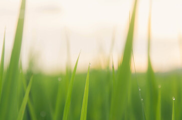 Landscape of green crops and field. Rice field with sunset and farmland in Thailand.