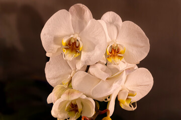 Orchid Phalaenopsis Amabilis