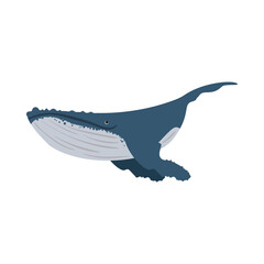 humpback sealife nature