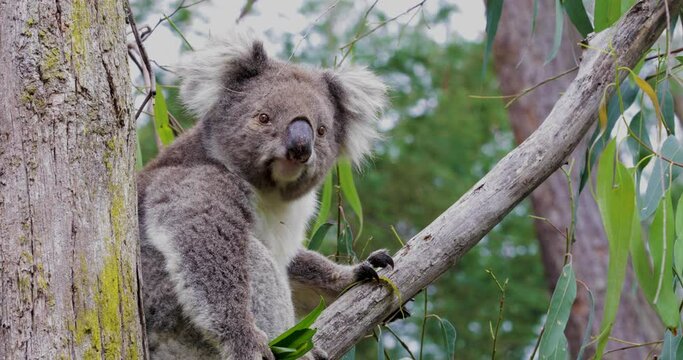 Koala looks into camera, drops handful of leaves and choses new bunch to eat.