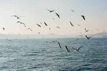 Fototapeta na wymiar Seagulls as seabirds are on and over sea water