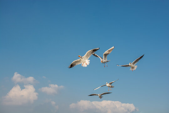 Seagulls flying in sky, Seagulls are flying in sky as background