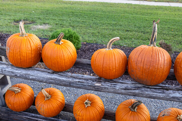 Close up view of an assorted harvested jack-o-lantern pumpkins in a sunny market setting
