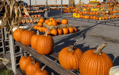 Landscape texture background of a large local market setting of assorted jack-o-lantern pumpkins on a sunny autumn day