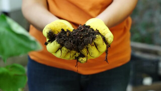 A farmer holds red wiggler worms in his hand