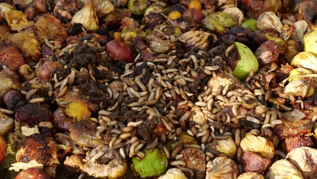 Black soldier fly decomposes various types of organic waste and converts them into high-value biomasses such as oils and proteins