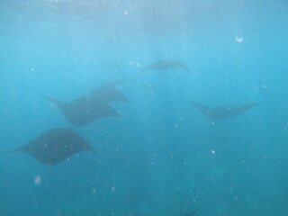 oceanic manta rays underwater in an ocean with not that much visibility  - obrazy, fototapety, plakaty