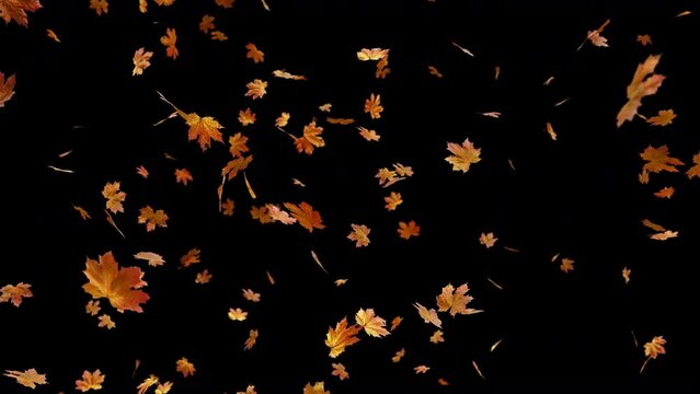 Falling Autumn Maple LeFalling Autumn Maple Leaves is alpha motion footage for seasonal films and cinematic in nature scene. Also good background for scene and titles, logos.aves