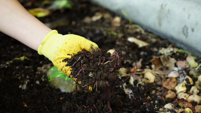 Worm castings or vermicompost is the end-product of the breakdown of organic food waster by earthworms. Worm Far