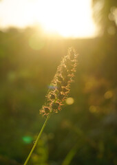 Obraz premium Dried flowers with sunlight flare.
