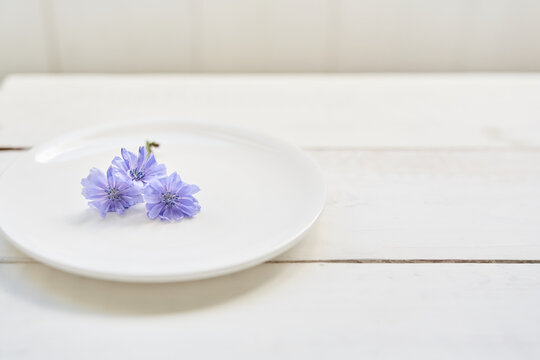 Chicory flowers in a saucer with space to copy, on a white background. Beautiful wild blue or purple flowers. High quality photo