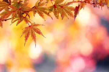 鮮やかな秋の紅葉 - obrazy, fototapety, plakaty