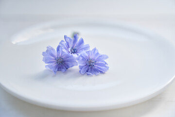 Selective focus on chicory flowers lying on a saucer, on a white background. Beautiful wild blue or purple flowers, Beautiful background, with space to copy. High quality photo