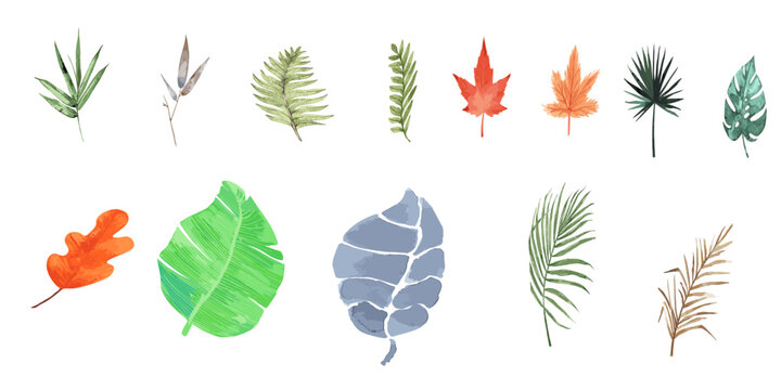 Collection of vector images of various leaves: Bamboo, Banana, Fern, Maple, Monstera, Oak, Palm