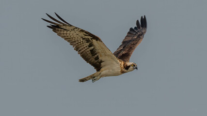 Obraz premium Osprey in Flight