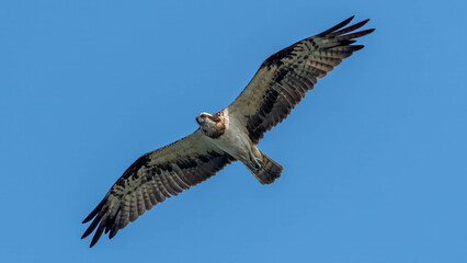 Fototapeta premium Osprey in Flight