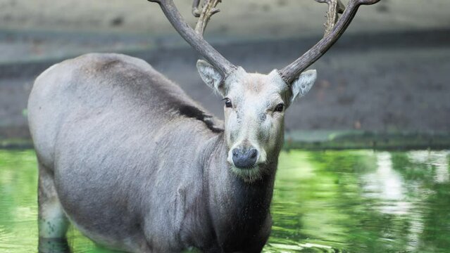 Pere David's deer (Elaphurus davidianus) or Milu or Elaphure staring head close-up Standing in Forest pond Looking at Camera