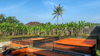 Raising and cultivating fish by using fish ponds made of  square tarpaulins  - obrazy, fototapety, plakaty