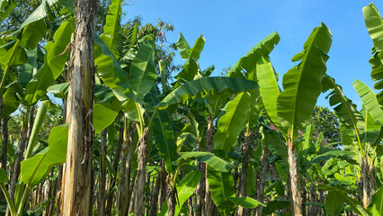 Rows of banana trees on a farm.
Banana tree plantation in nature with daylight, row of align Banana tree.