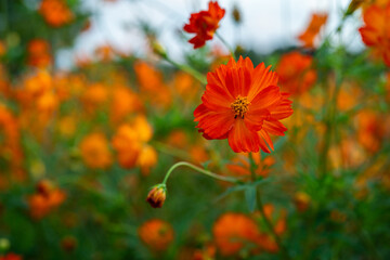 キバナコスモス・秋の花