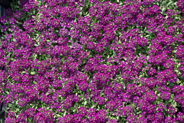 Blooming flowers as  a background