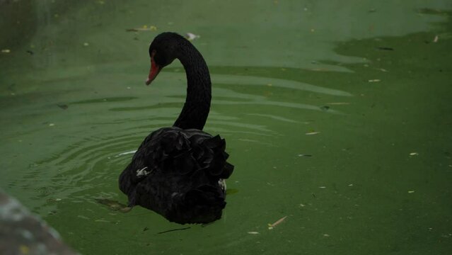 Cygnus atratus swimming in water slowly
