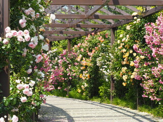 花盛りのバラ園　薔薇のトンネル