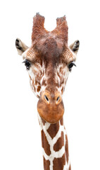 Cute giraffe looking into the camera, close up and without background/white background