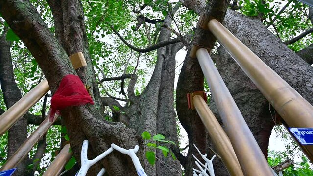 Ancient Bodhi trees are supported by poles according to the traditions and beliefs of the northern people in Thailand.