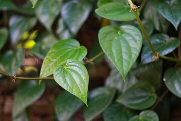 Fototapeta na wymiar Betel green leaves growing in graden ,Low key lighting Nature background , Close up ,Focus sharp specific point.