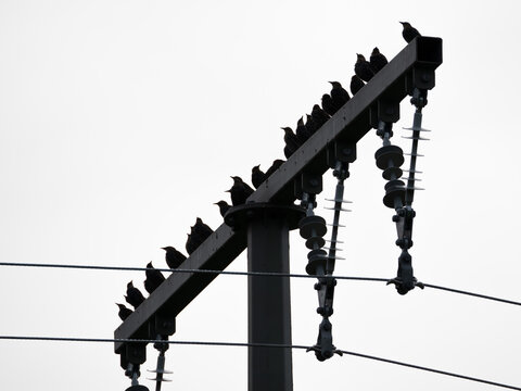 Birds sitting on a overhead power line in black and white