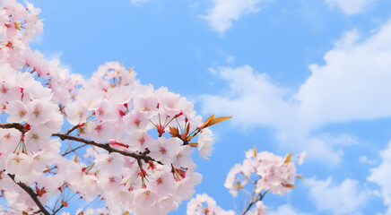 青空と桜