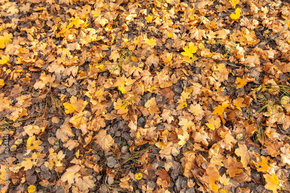 Wall mural Fallen leaves from a tree on the ground as a background. Autumn