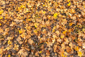 Fallen leaves from a tree on the ground as a background. Autumn