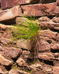 The plant grows in an old brick wall