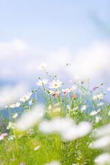 秋の黒姫高原に咲くコスモスの花畑