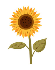 Sunflower on white background