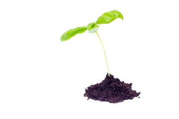 Sprouting Young Basil Plant Rising from a Heap of Soil - Isolated on Transparent Background