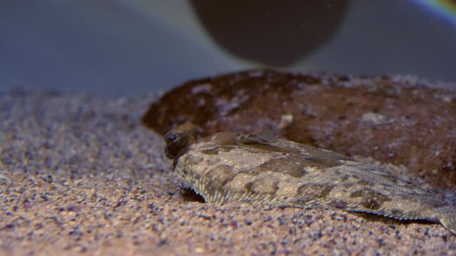 Closeup Of Fantail Flounder Fish On Tank Bottom In Aquarium.