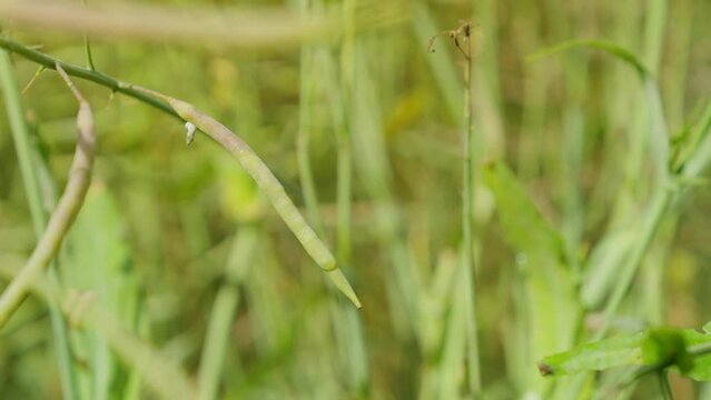 Cereal field with green cereal stalks and morning dew close up bean