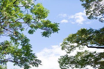 木と青空　trees and blue sky