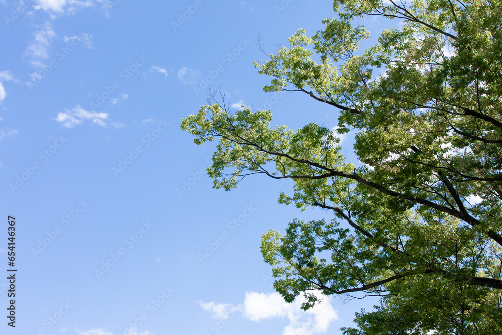 Wall mural 木と青空　trees and blue sky