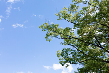 木と青空　trees and blue sky