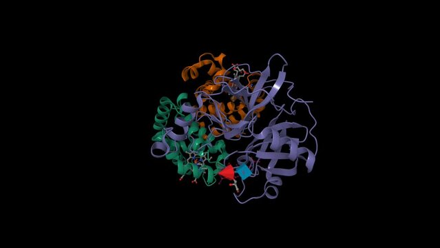 Structure of human haptoglobin(violet)-haemoglobin(green-brown) complex. Animated 3D cartoon and Gaussian surface models, chain id color scheme,  PDB 4x0l, black background