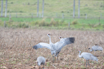 Dancing Brolga © 雅文 大石