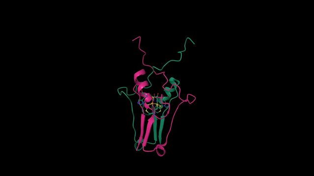 Crystal structure of mitoNEET. Animated 3D cartoon and Gaussian surface models, chain id color scheme,  PDB 3ree, black background
