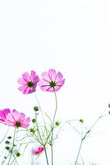 秋の黒姫高原に咲くコスモスの花畑